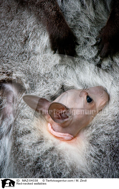 Red-necked wallabies / MAZ-04038