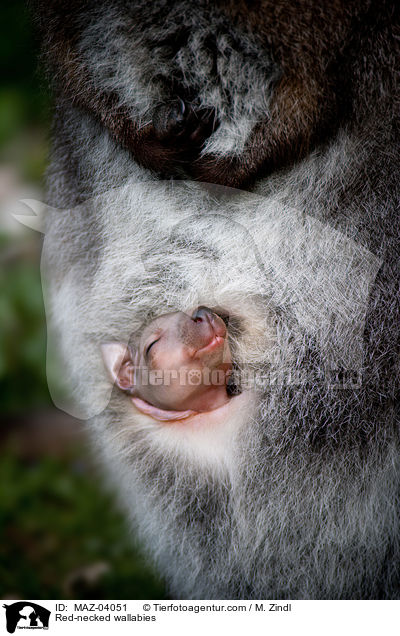 Red-necked wallabies / MAZ-04051