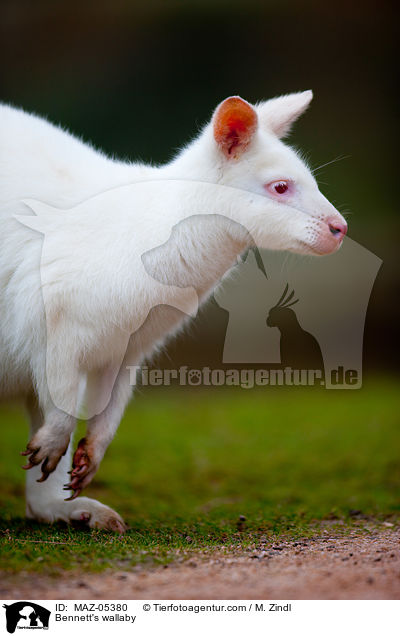 Bennettknguru / Bennett's wallaby / MAZ-05380
