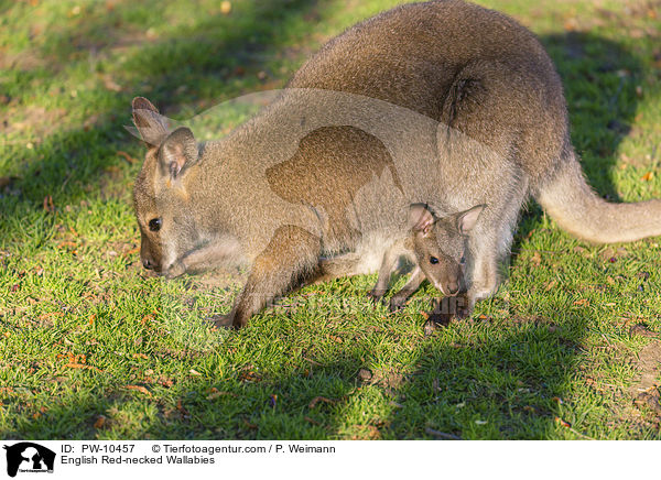 Bennettkngurus / English Red-necked Wallabies / PW-10457