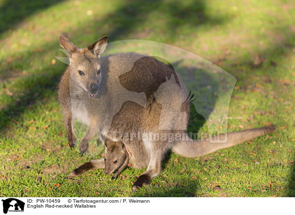 Bennettkngurus / English Red-necked Wallabies / PW-10459