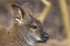 Bennett's wallaby