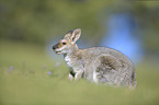 Bennett's wallaby