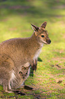 English Red-necked Wallabies