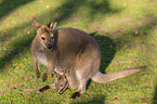English Red-necked Wallabies