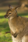 English Red-necked Wallaby