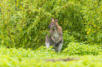 English Red-necked Wallaby