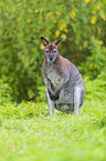 English Red-necked Wallaby