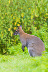 English Red-necked Wallaby