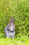 English Red-necked Wallaby