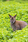 Bennett kangaroo sits in nettles