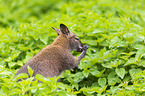 Bennett kangaroo sits in nettles
