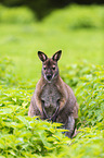 Bennett kangaroo sits in nettles