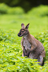Bennett kangaroo sits in nettles