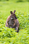 Bennett kangaroo sits in nettles