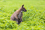 Bennett kangaroo sits in nettles