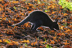 English Red-necked Wallaby