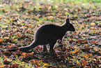 English Red-necked Wallaby