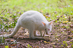 English Red-necked Wallaby