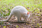 English Red-necked Wallaby