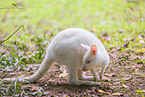English Red-necked Wallaby
