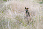 Wallaby