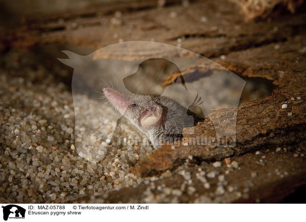 Etruskerspitzmaus / Etruscan pygmy shrew / MAZ-05788