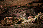 Etruscan pygmy shrew