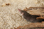 Etruscan pygmy shrew