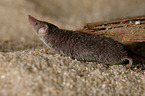 Etruscan pygmy shrew
