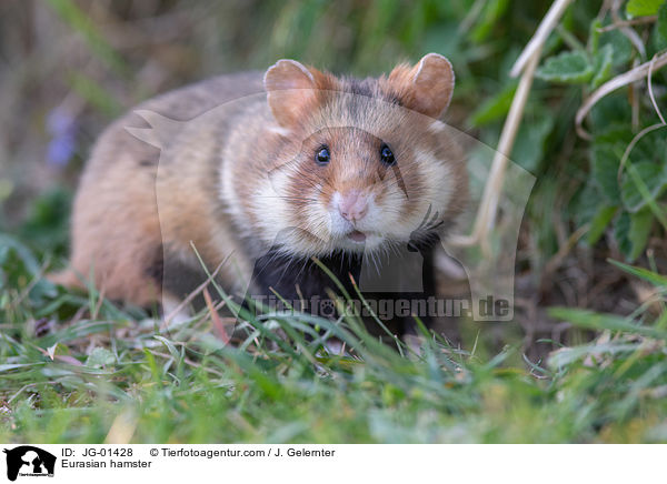 Europischer Feldhamster / Eurasian hamster / JG-01428