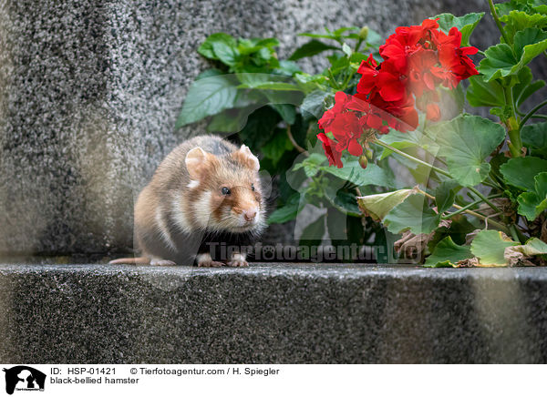 Feldhamster / black-bellied hamster / HSP-01421
