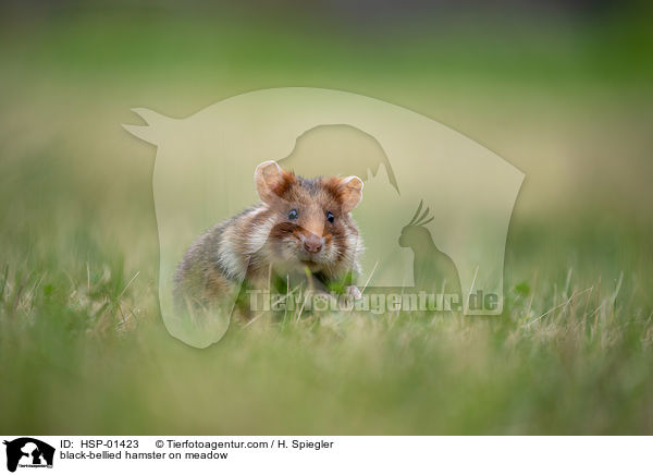 Feldhamster auf der Wiese / black-bellied hamster on meadow / HSP-01423