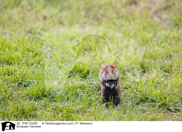 Feldhamster / Eurasian hamster / PW-13206