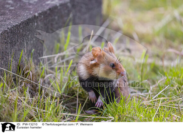 Feldhamster / Eurasian hamster / PW-13210
