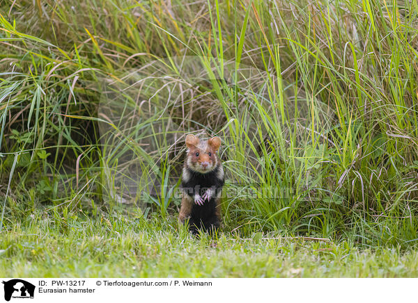 Feldhamster / Eurasian hamster / PW-13217