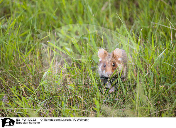 Feldhamster / Eurasian hamster / PW-13222