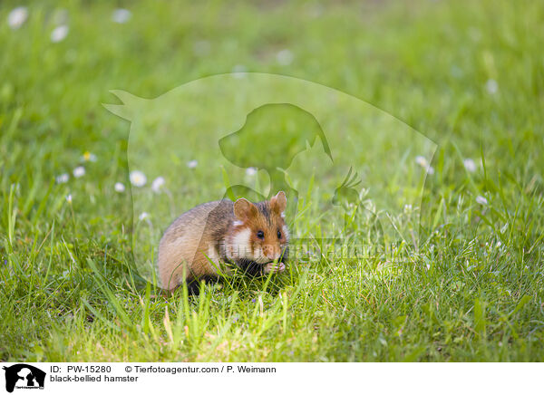 Feldhamster / black-bellied hamster / PW-15280