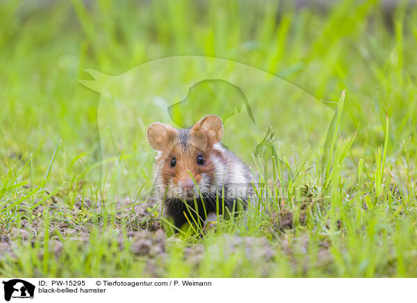 Feldhamster / black-bellied hamster / PW-15295