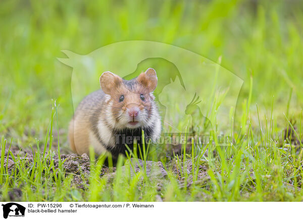 Feldhamster / black-bellied hamster / PW-15296