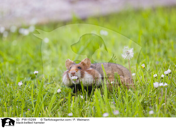 Feldhamster / black-bellied hamster / PW-15299