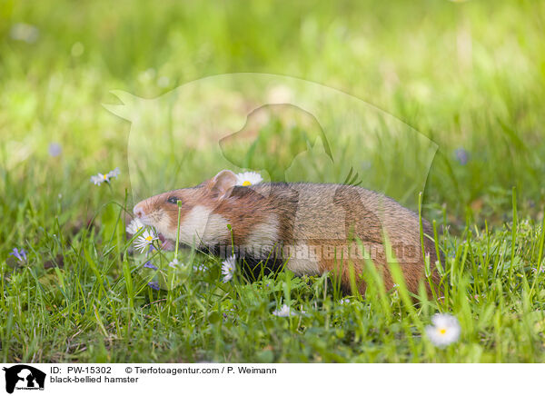 Feldhamster / black-bellied hamster / PW-15302