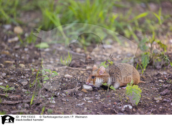 Feldhamster / black-bellied hamster / PW-15303