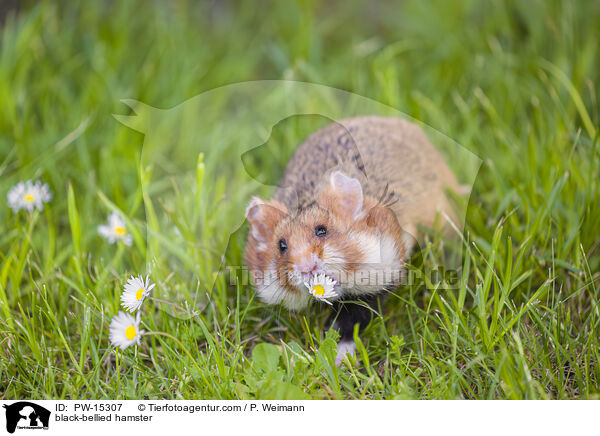 Feldhamster / black-bellied hamster / PW-15307