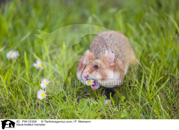 Feldhamster / black-bellied hamster / PW-15308