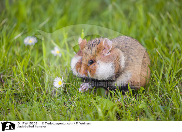 Feldhamster / black-bellied hamster / PW-15309