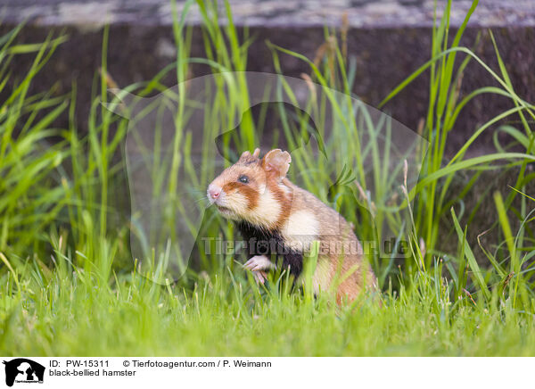 Feldhamster / black-bellied hamster / PW-15311