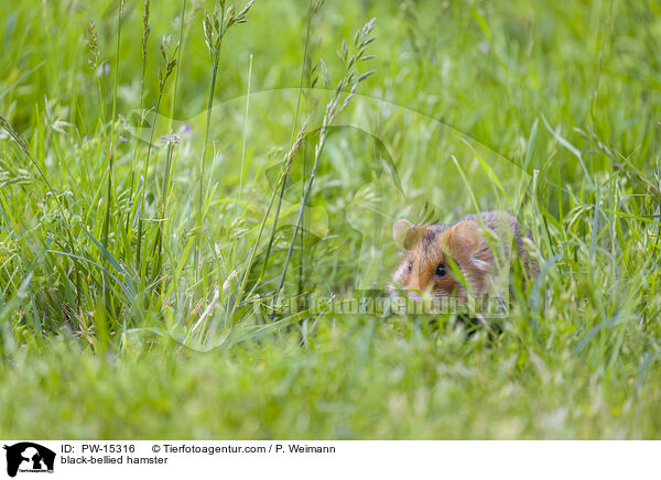 Feldhamster / black-bellied hamster / PW-15316