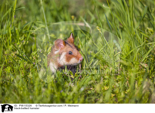 Feldhamster / black-bellied hamster / PW-15326