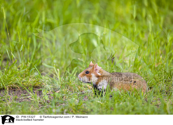 Feldhamster / black-bellied hamster / PW-15327